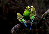 bird sitter, bird sitting, parrot sitter