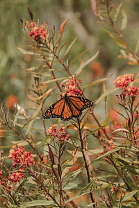 Monarch Butterfly